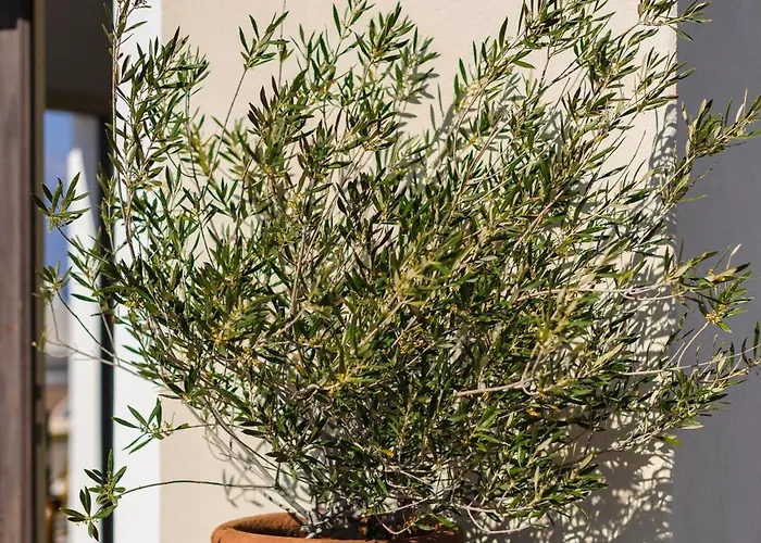 The Ro House * 이아